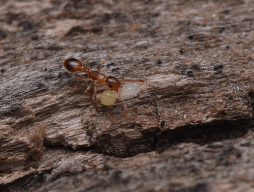 Chalepoxenus muellerianus