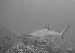 Carcharhinus perezii