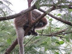 Plecturocebus donacophilus