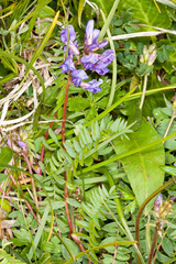 Oxytropis montana