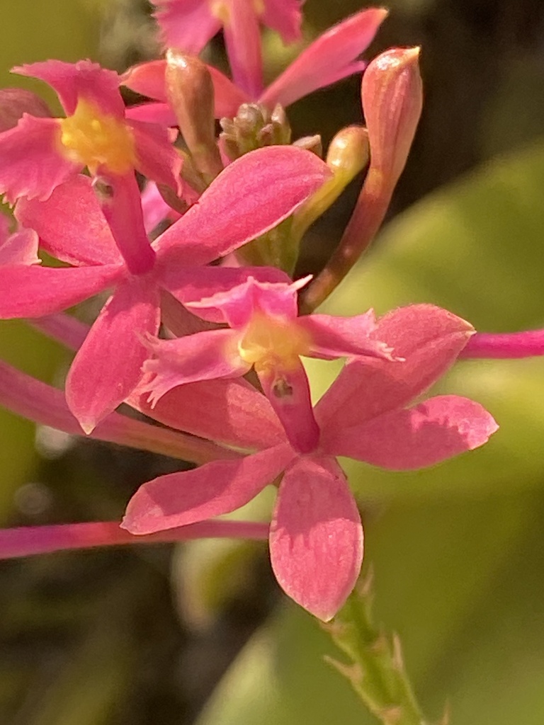 Epidendrum puniceoluteum