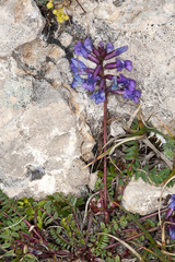 Oxytropis montana