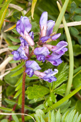 Oxytropis montana