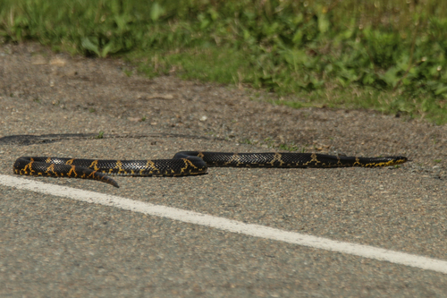 Manchurian Black Ratsnake