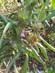 Hygrophila auriculata
