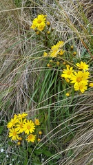 Dolichoglottis lyallii