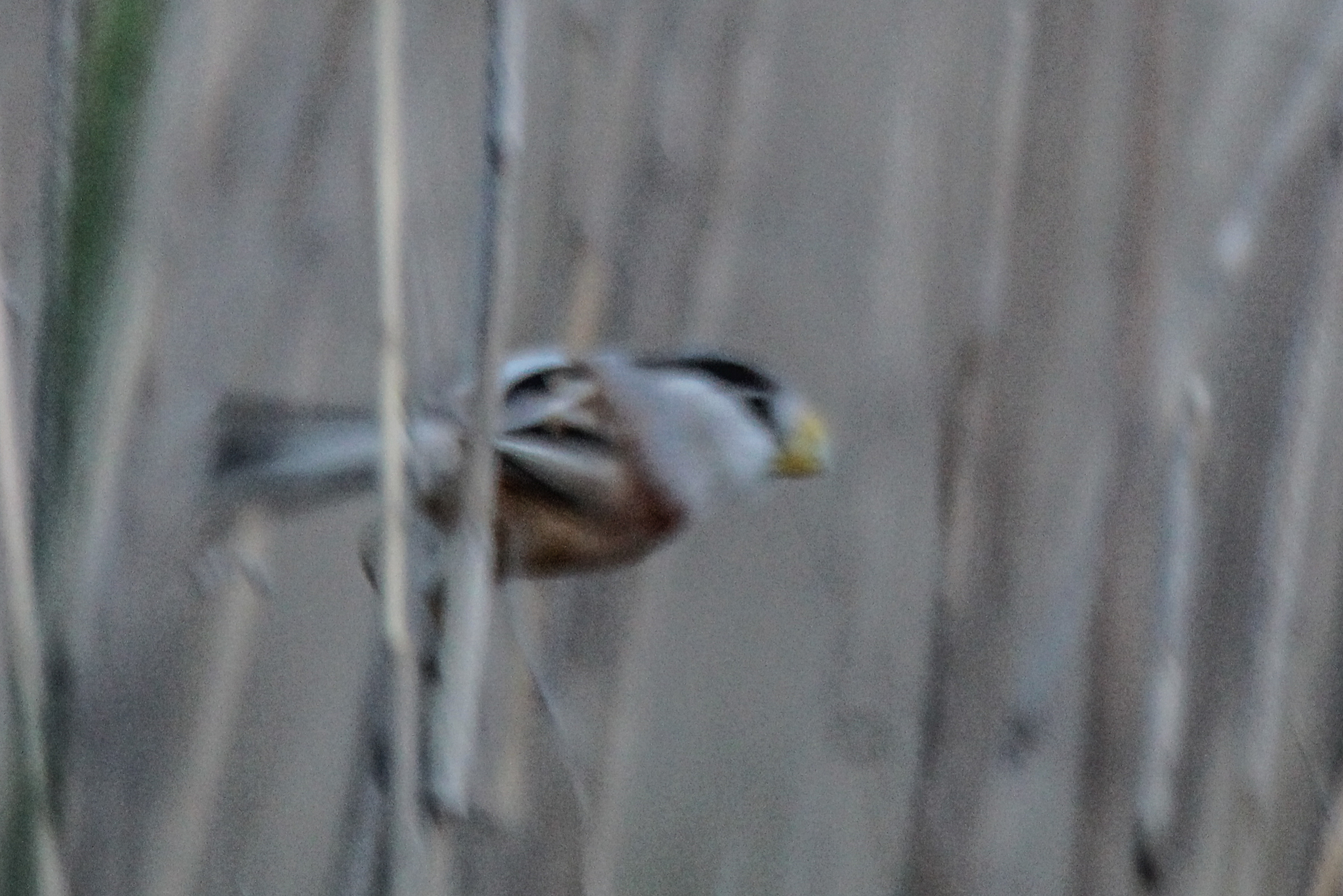Reed Parrotbill