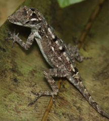 Banded Anole photo 3