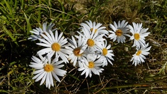 Dolichoglottis scorzoneroides