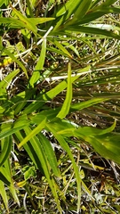 Dolichoglottis scorzoneroides