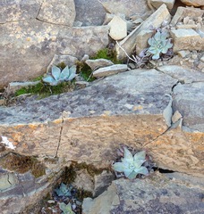 Dudleya cymosa pumila