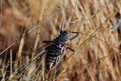 Acanthoplus discoidalis