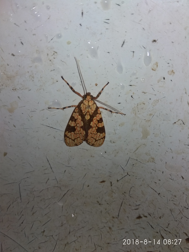 Cresera affinis