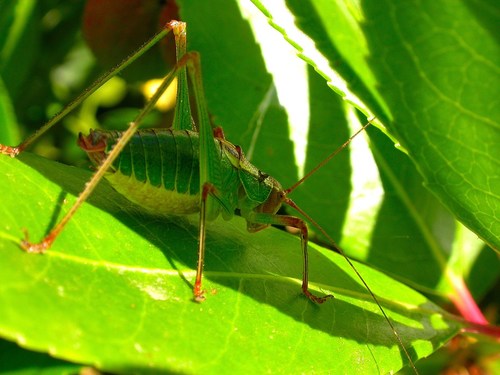 Italian Ornate Bush-cricket