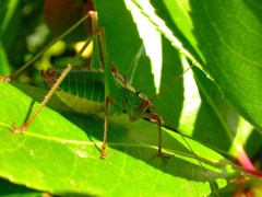 Metaplastes pulchripennis