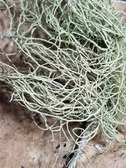 Usnea subscabrosa