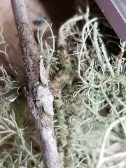 Usnea subscabrosa