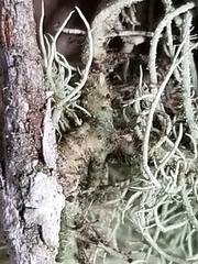 Usnea subscabrosa