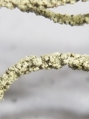 Usnea subscabrosa