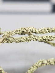 Usnea subscabrosa