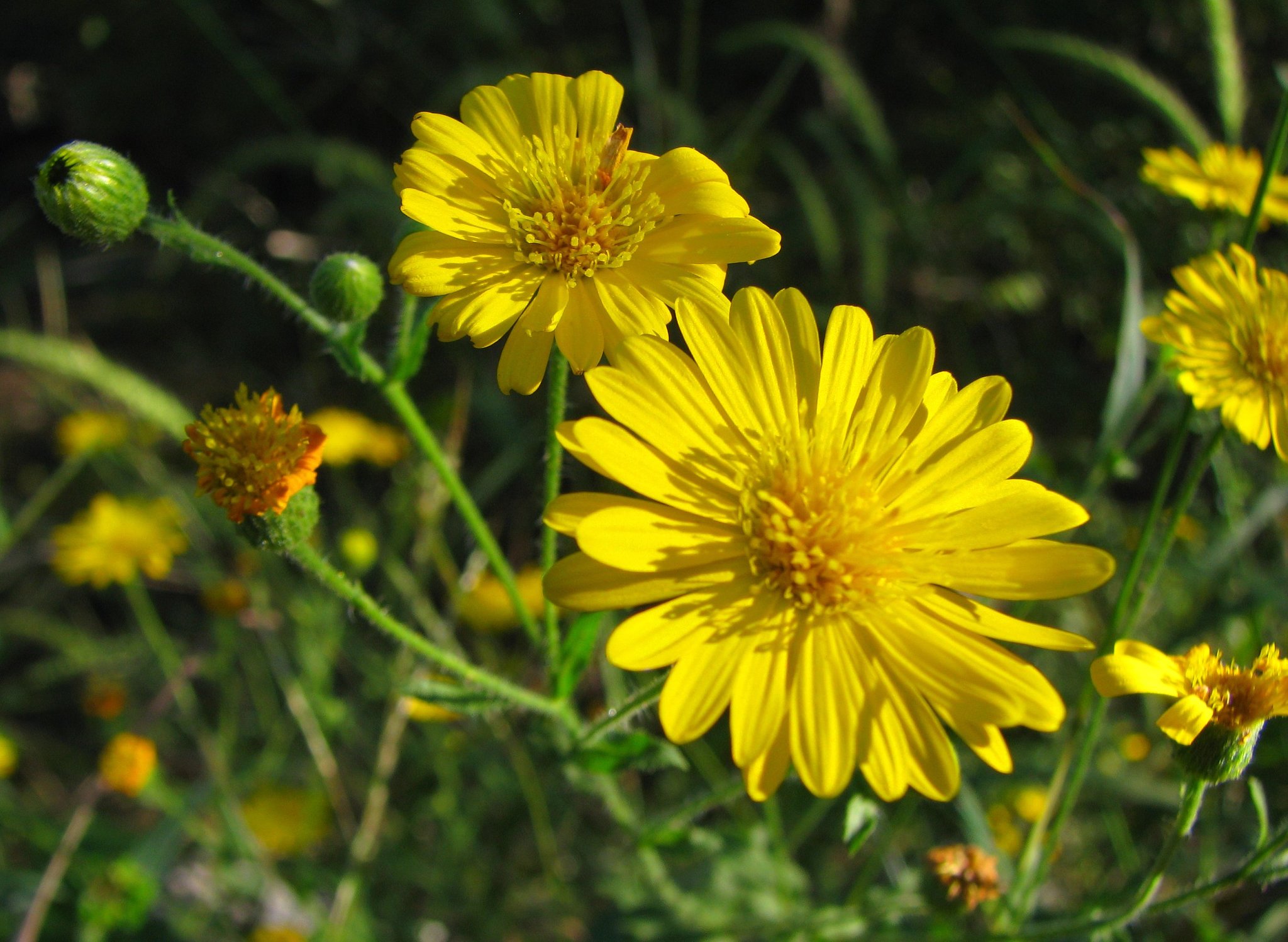 Heterotheca