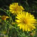 False Goldenasters - Photo (c) Matthew High, some rights reserved (CC BY-NC)