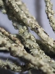 Usnea subscabrosa