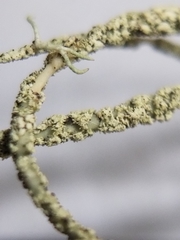 Usnea subscabrosa