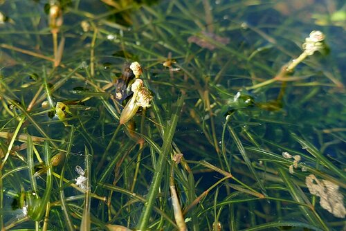 Image of Potamogeton berchtoldii by no rights reserved