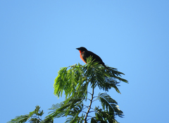 Leistes militaris