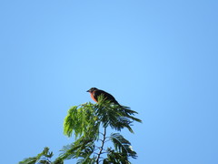 Leistes militaris