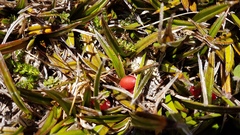 Astelia linearis