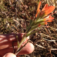 Castilleja glandulosa