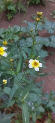 Image of Bidens aurea