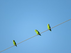 Forpus xanthopterygius