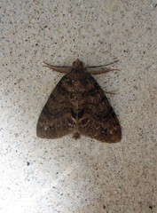 Pseudocoremia suavis