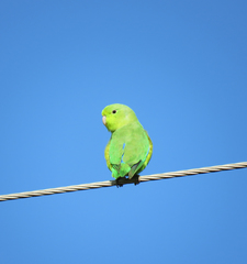 Forpus xanthopterygius