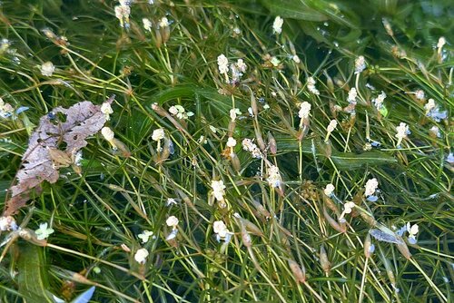 Image of Berchtold's Pondweed (Potamogeton berchtoldii) by no rights reserved
