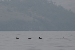 Melanitta stejnegeri