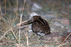 Gallinago