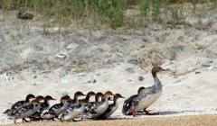 Red-Breasted Merganser photo 6