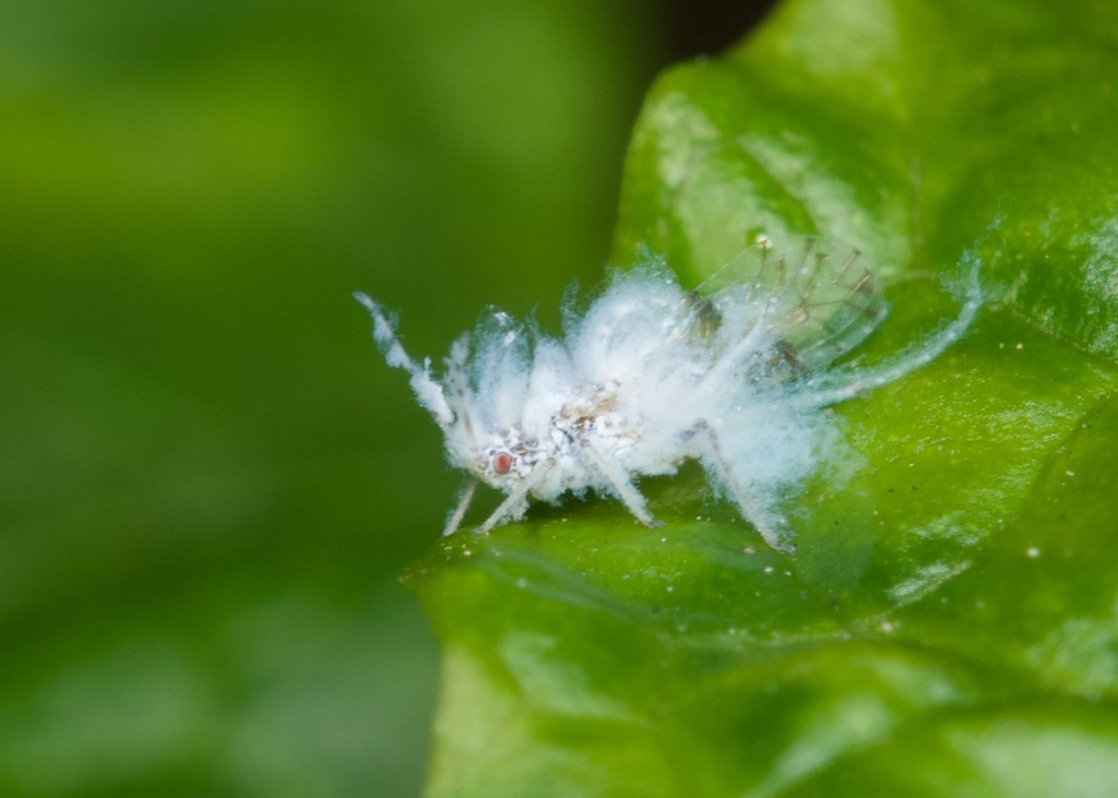 a.h.p.l. キモムシ アスー / ahpl Asian Woolly Hackberry Aphid (Shivaphis celti) · iNaturalist