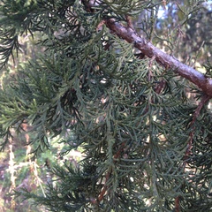 Juniperus deppeana deppeana