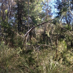 Juniperus deppeana deppeana