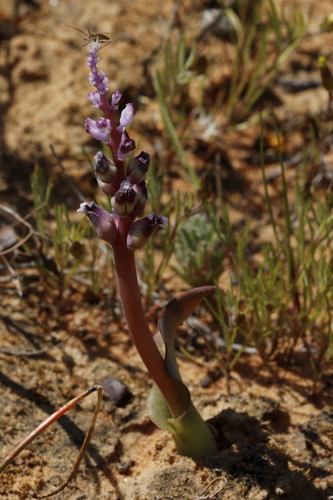 Image of Lachenalia suaveolens by (c) Karen Eichholz, some rights reserved (CC BY)