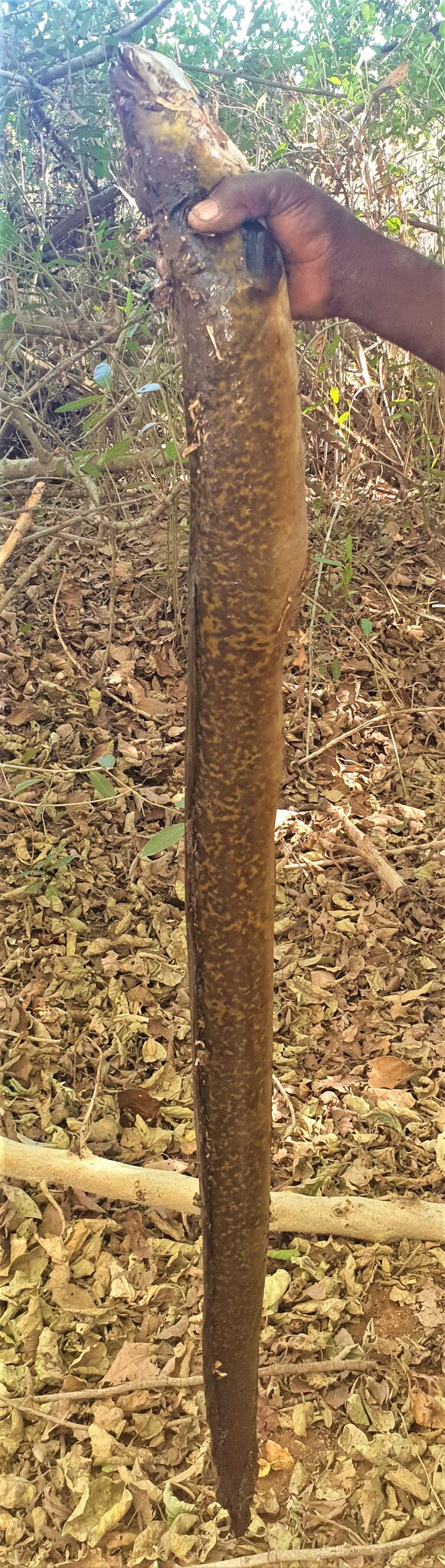 African Mottled Eel photo 2