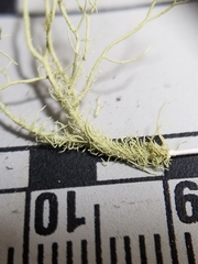 Usnea subscabrosa