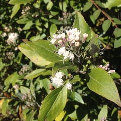 Ageratina glabrata