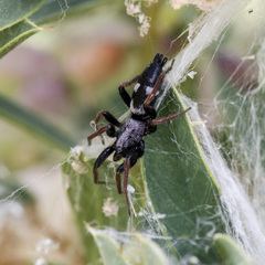 Aphantaulax trifasciata