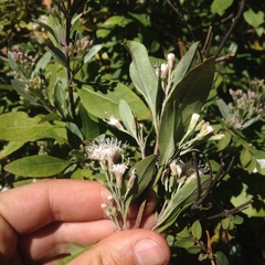 Ageratina glabrata